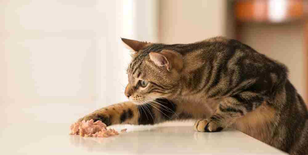 a tabby cat grabbing food of a kitchen counter with outstretched paw