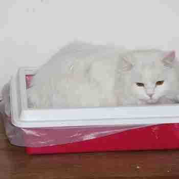 a long haired white cat laying in a litter box in sphinx pose