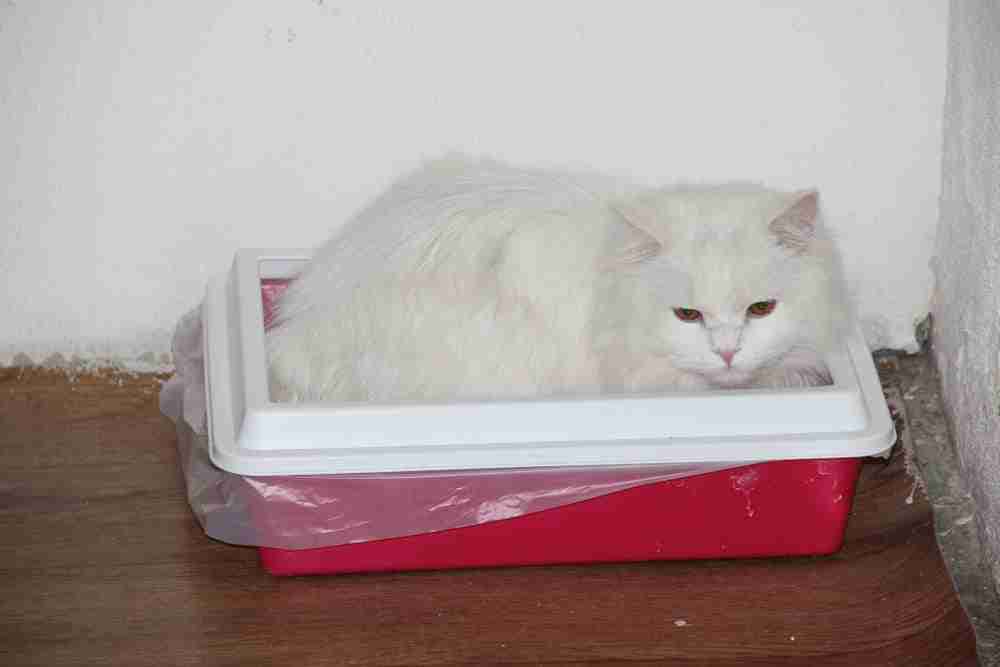 a long haired white cat laying in a litter box in sphinx pose