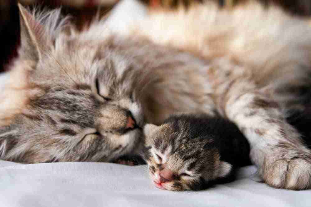 a sleeping mother cat with front arm over sleeping kitten