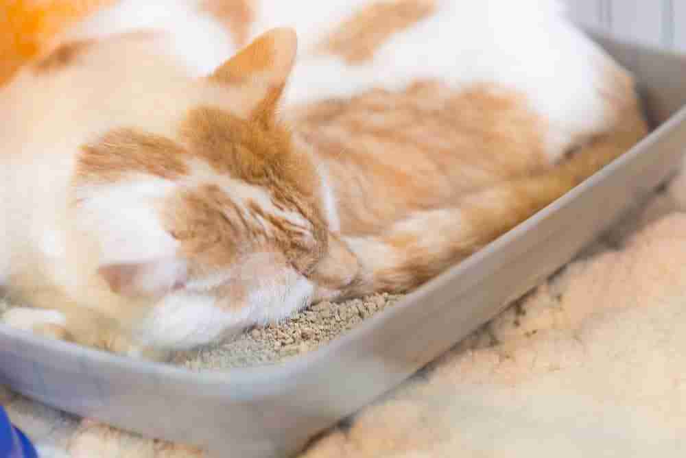 close up of a orange and white cat laing in a litter box asleep