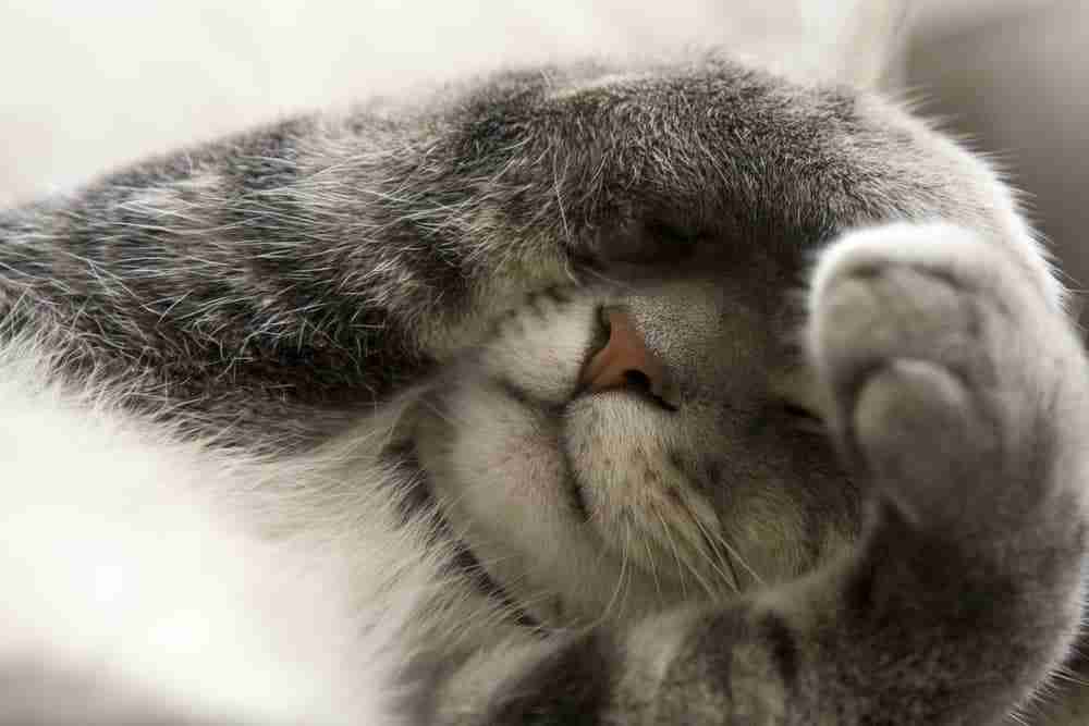 silvergrey tabby cat covering their face whilst sleeping