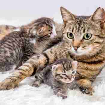 a mother cat lying down on a fluffy blanket with two very young kittens