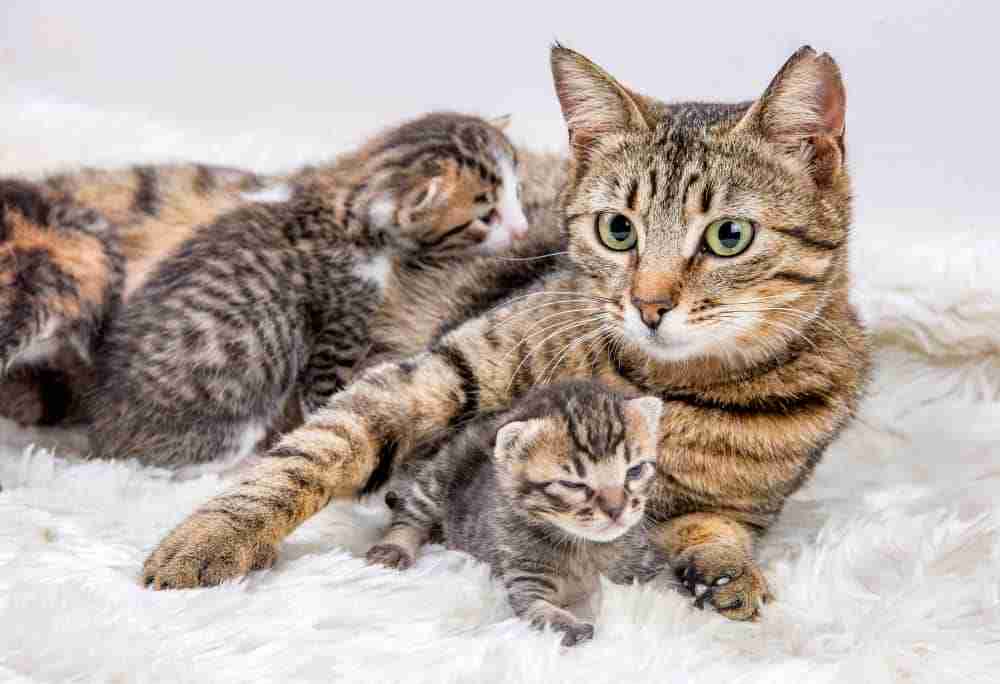 a mother cat lying down on a fluffy blanket with two very young kittens