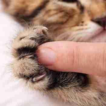 a person touching the main pad of a tabby cats paw unsheathing claws