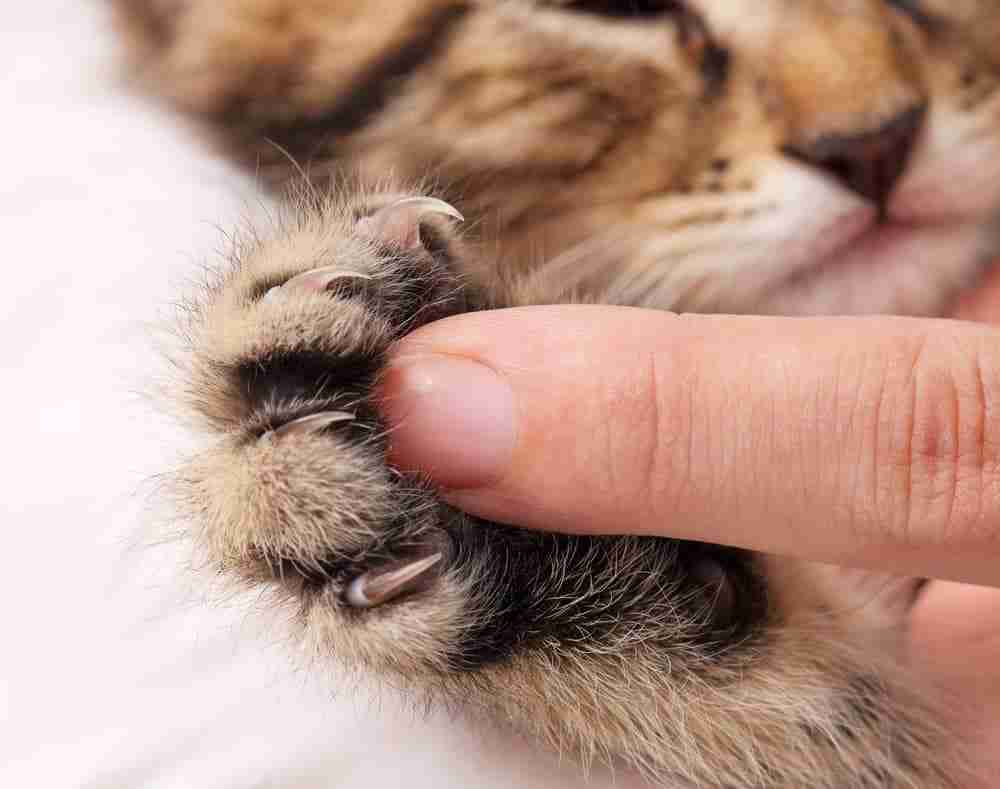 a person touching the main pad of a tabby cats paw unsheathing claws
