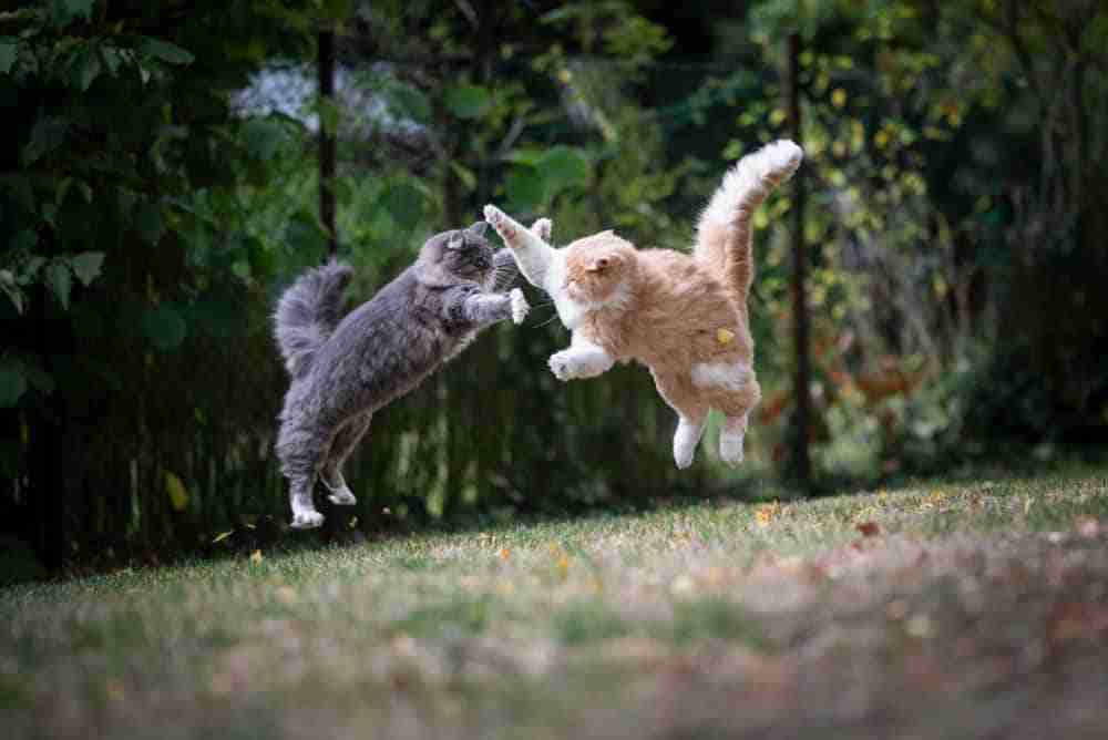 orange and grey main coon cats both in the air slapping each other in battle