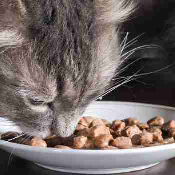 close up of a grey tabby cat eating a saucer of chunky wet food