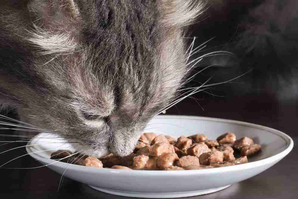 close up of a grey tabby cat eating a saucer of chunky wet food