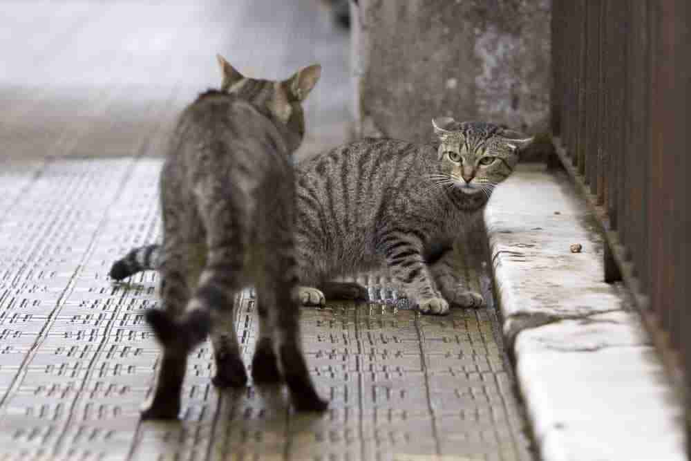 a pair of grey street tabby cats in a stand off about to fight ear flat big postures