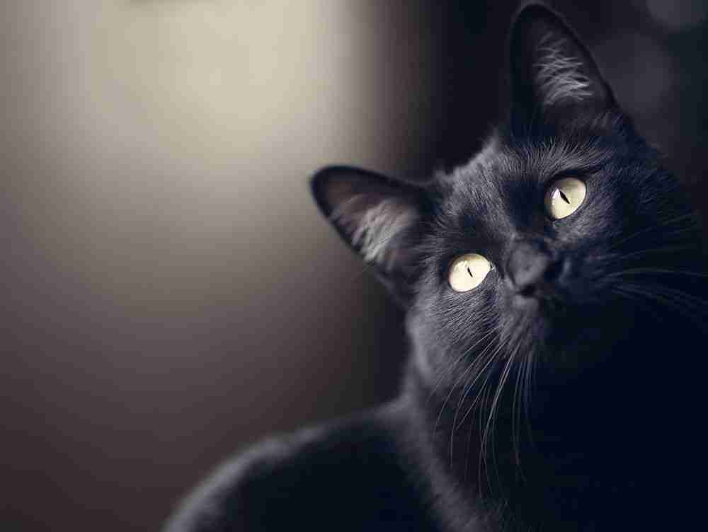 close up of a black cat with green eyes sitting staring upwards