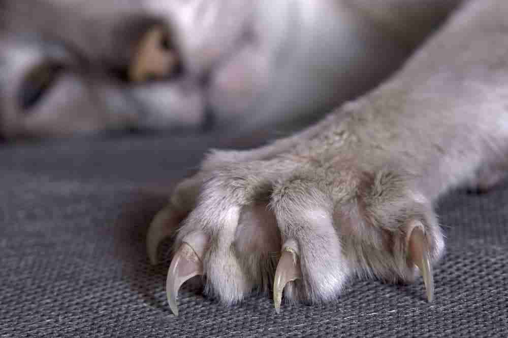 close up of a grey cats planted open paw with claws fully extended