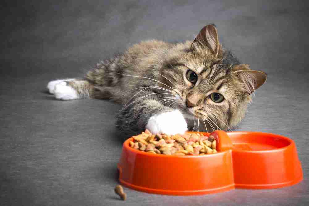 a young white pawed tabby cat reclining and reaching out for a bowl of kibble placed infront of it