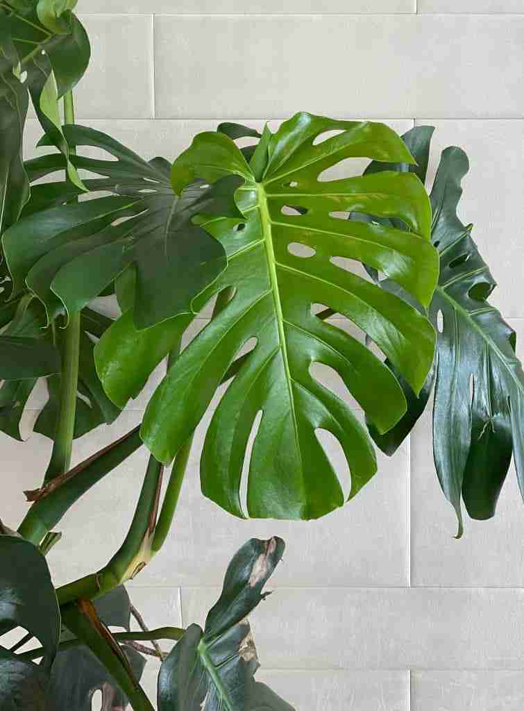 a swiss cheese plant againist a white tiled backdrop