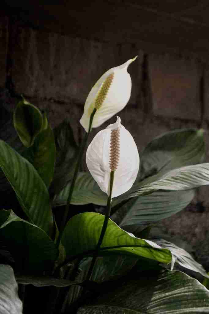 white peace lilies growing outdoors