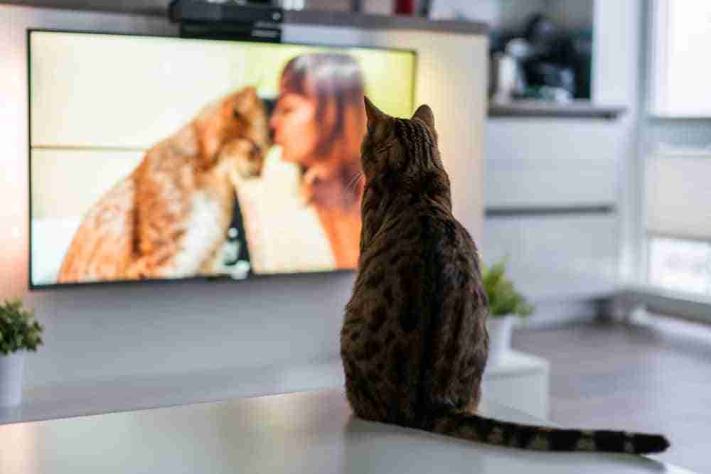 a cat sitting watching tv