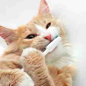 a red and white cat lying on back chewing on a toothbrush