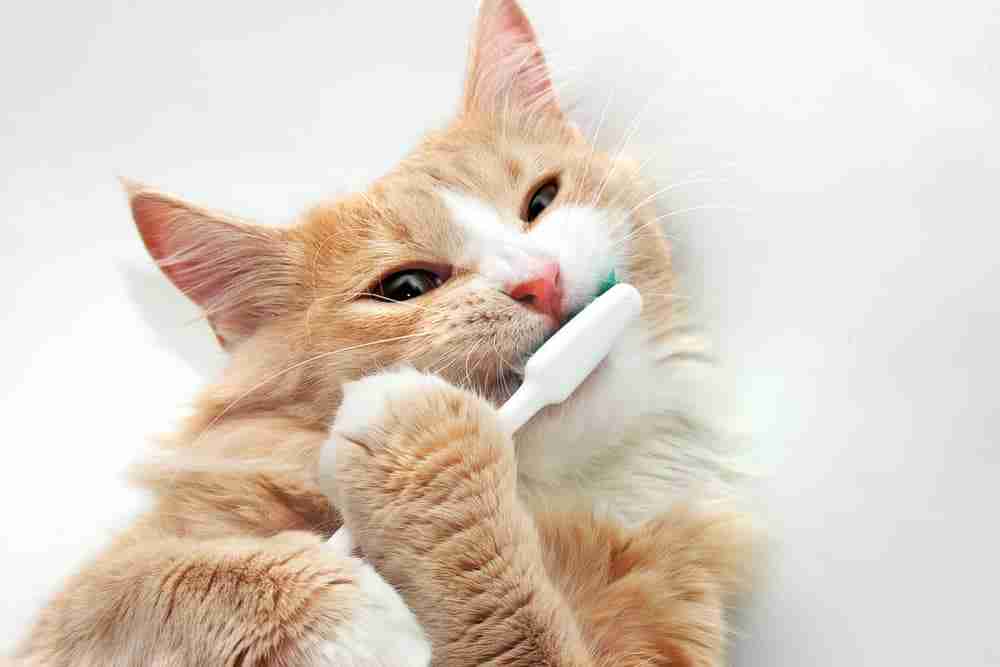 a red and white cat lying on back chewing on a toothbrush