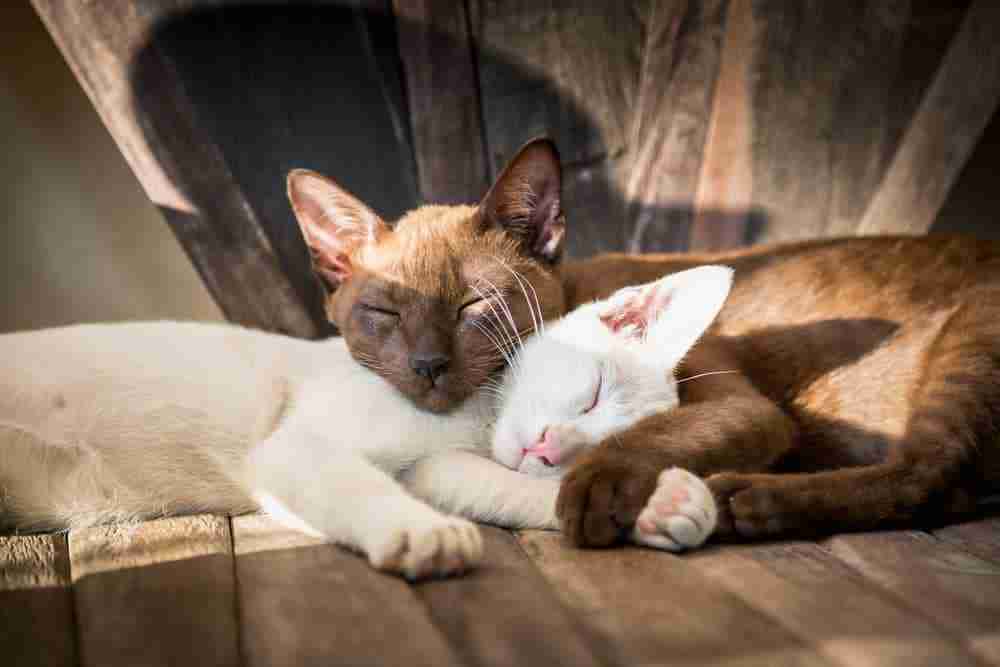 a white cat and brown cat sleeping together in a pool of sunlight