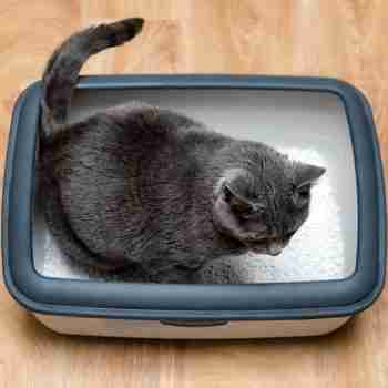 an overhead view of a grey cat in litterbox