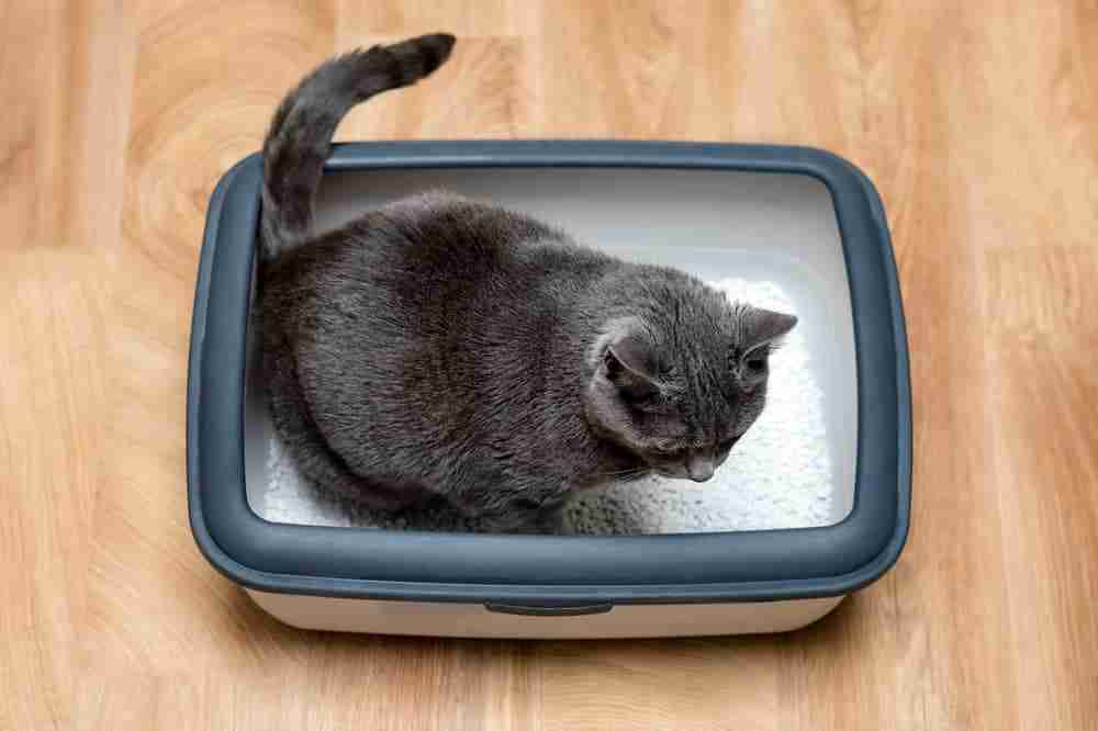 an overhead view of a grey cat in litterbox