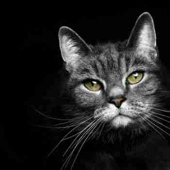 a portrait of a grey and silver tabby cat face with long whiskers and green eyes emerging from a black background