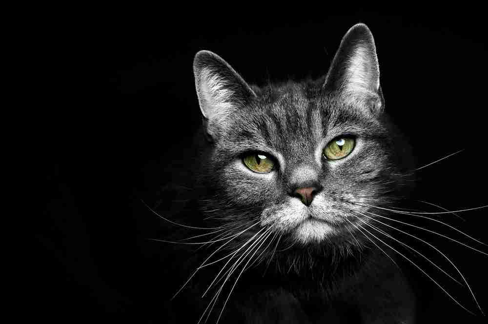 a portrait of a grey and silver tabby cat face with long whiskers and green eyes emerging from a black background