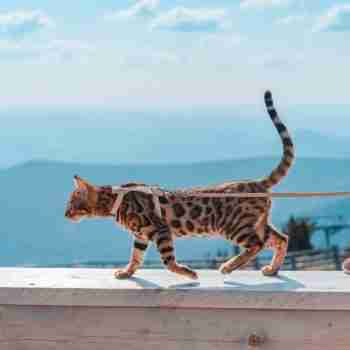 a bengal cat walking along a fence on a leash