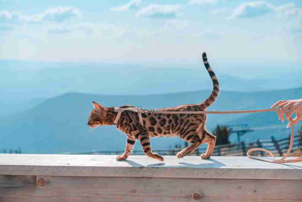 a bengal cat walking along a fence on a leash