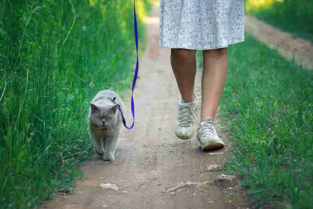 a british shorthair being walked on a leash by a woman