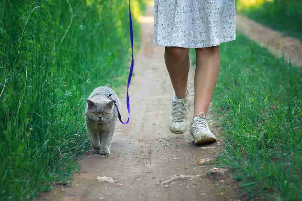 How To Take My Cat On Walks at Victor Ming blog