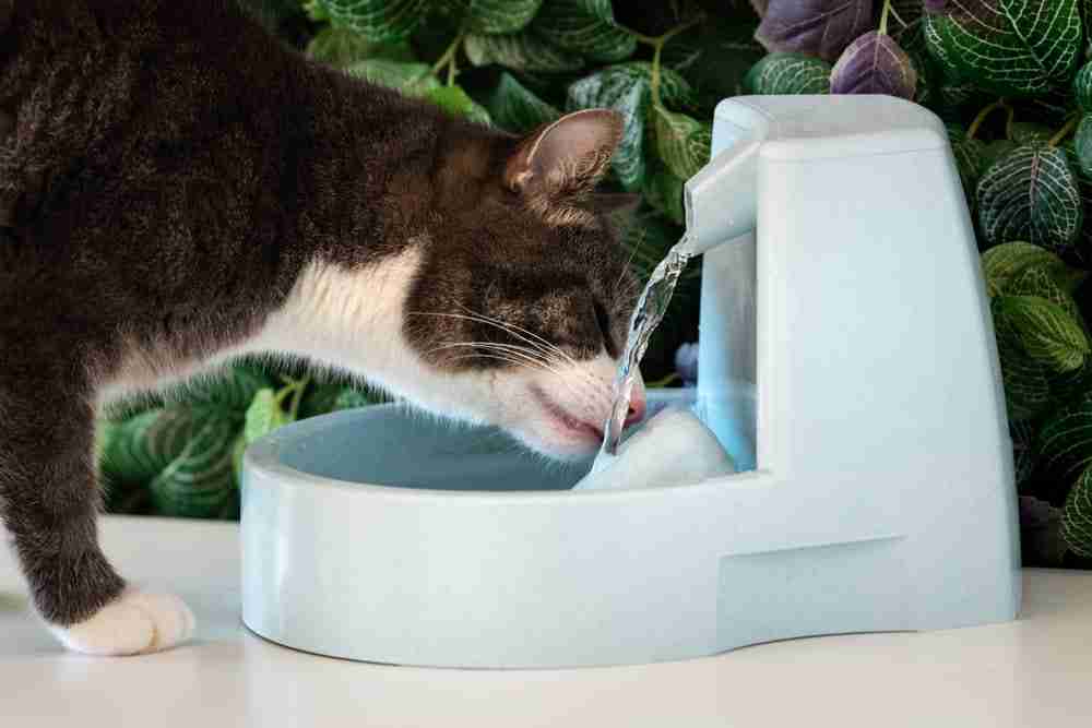 close up of a tabby cat drinking from a cat water fountain