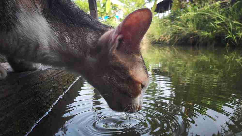 Cat Stares At Water But Won T Drink Kitty Insight