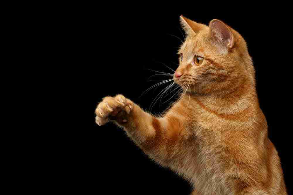 a domestic shorthair red tabby cat with orange eyes sitting swiping with a paw against black background