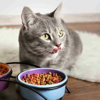 a grey tabby eating kibble from a pair of bowls
