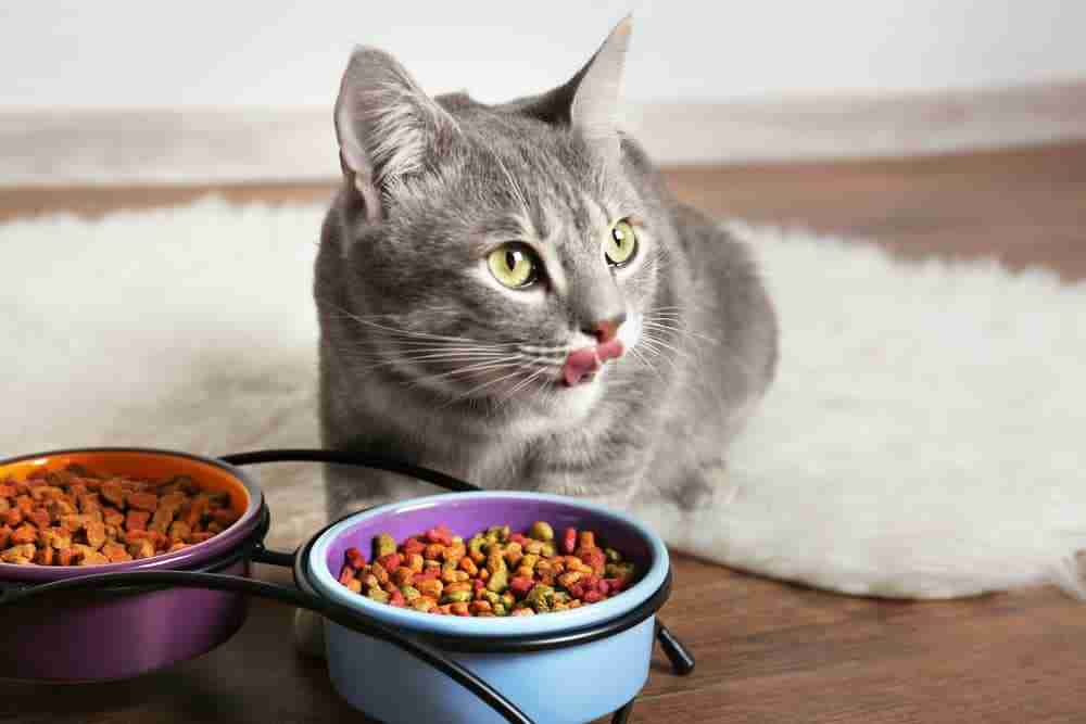 a grey tabby eating kibble from a pair of bowls