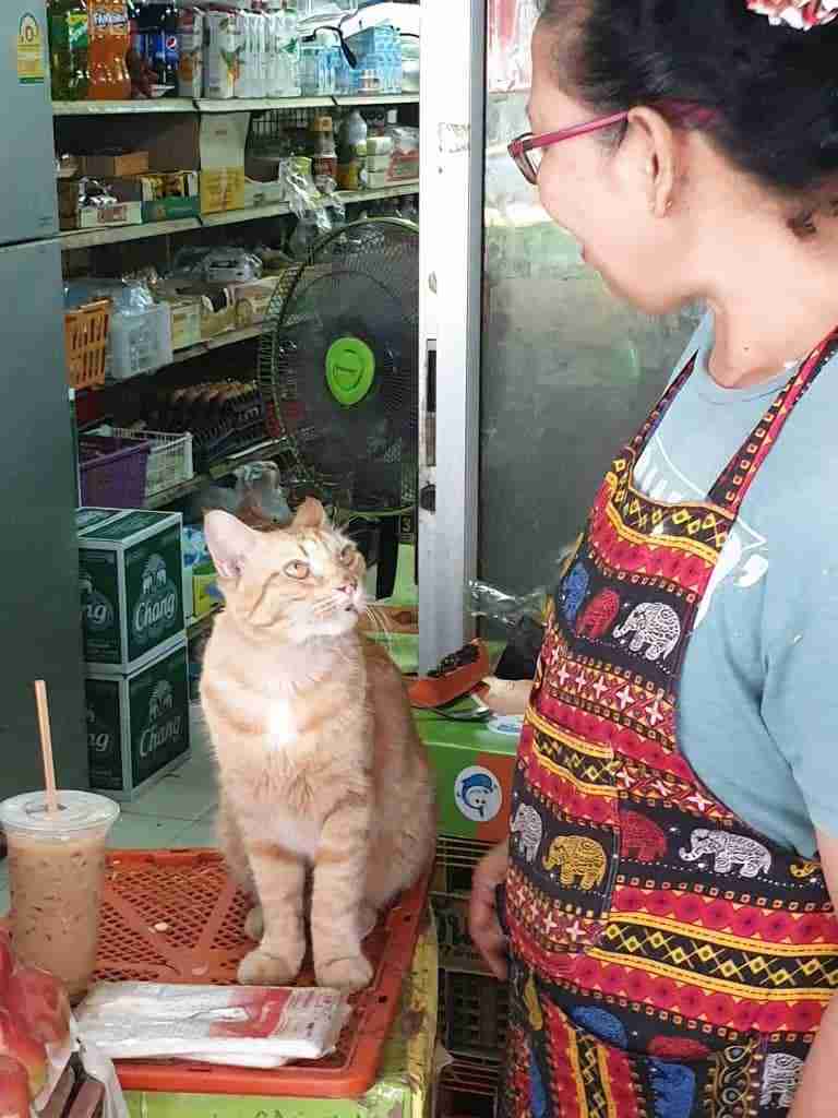 a thai cat in a shop sitting looking at shopkeeper