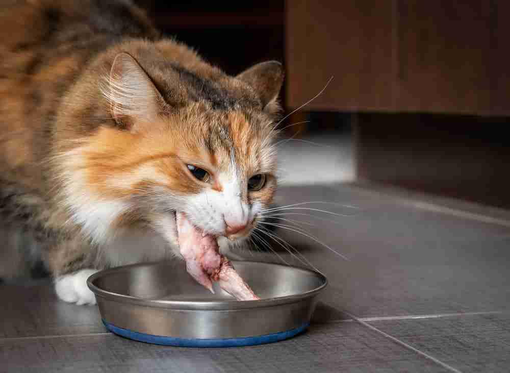 cat eating raw chicken wings with bones