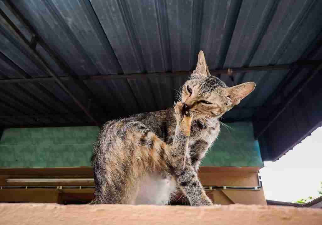 a cat sitting grooming its feet