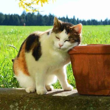 calico cat rubbing face on garden pot