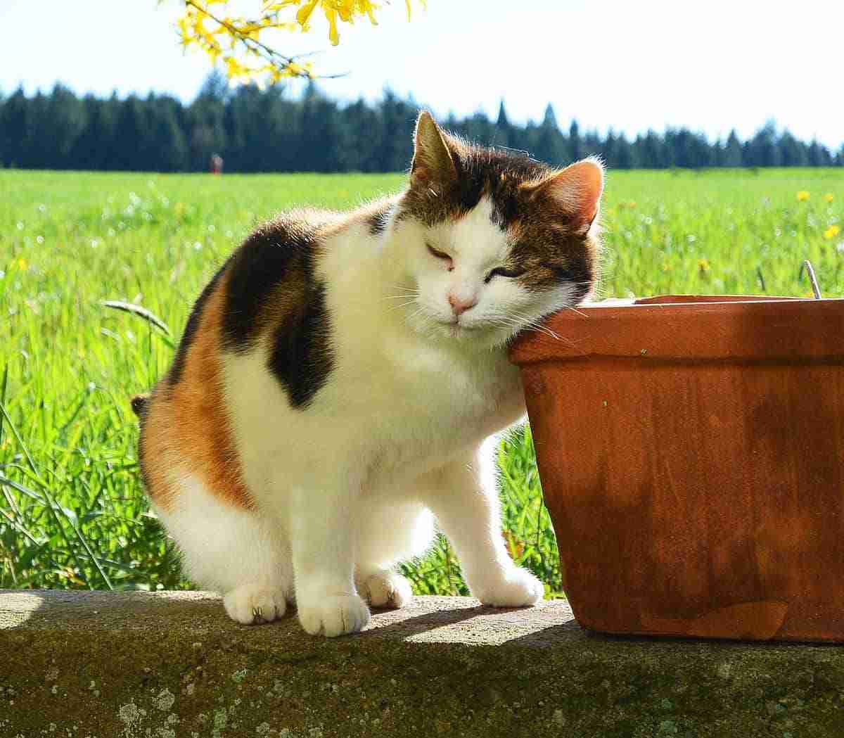 calico cat rubbing face on garden pot