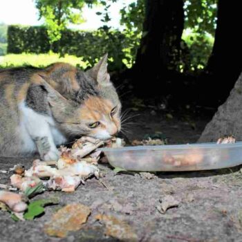 dilute calico cat eating chicken bones under a tree