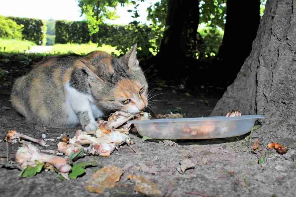 dilute calico cat eating chicken bones under a tree