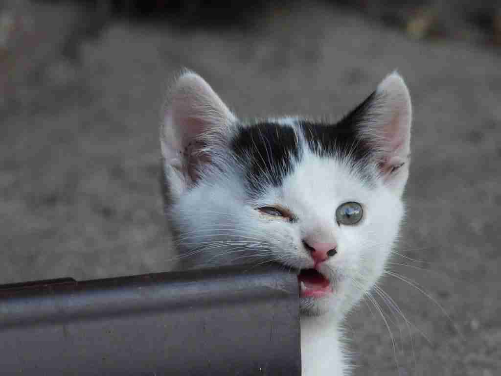 kitten rubbing teeth 