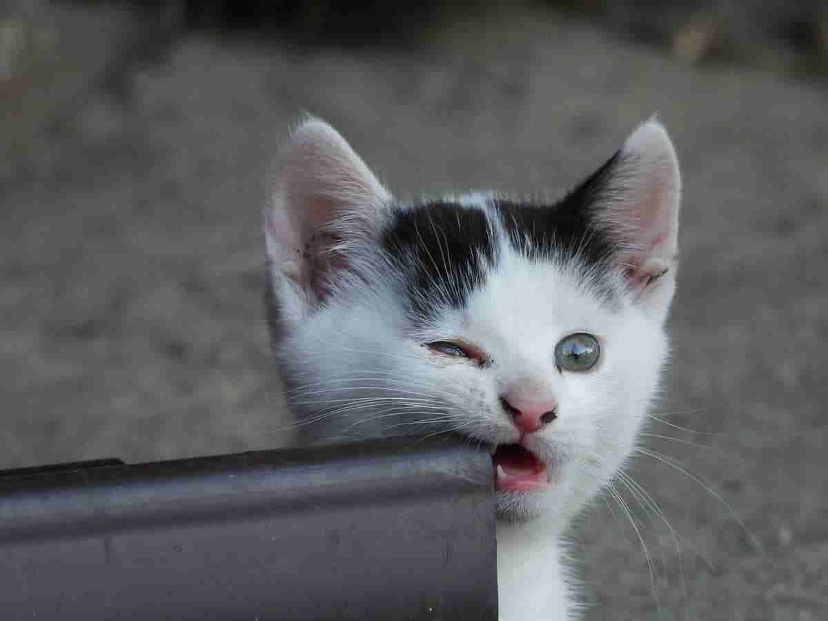 kitten rubbing teeth