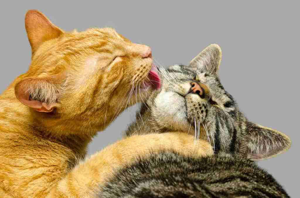 close up of a ginger tabby licking a grey tabby