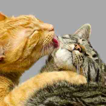 close up of a ginger tabby licking a grey tabby