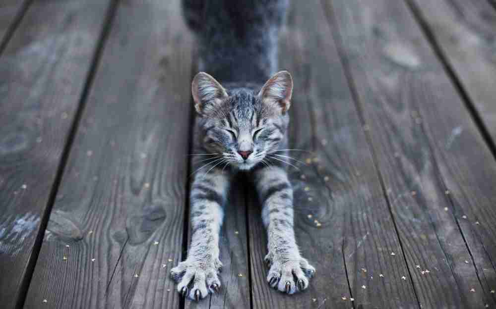 a silver and black tabby cat performing a dog pose stretching