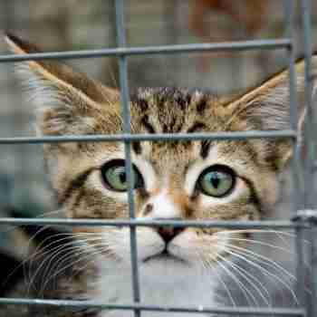 close up of a tabby kitten looking out of a crate