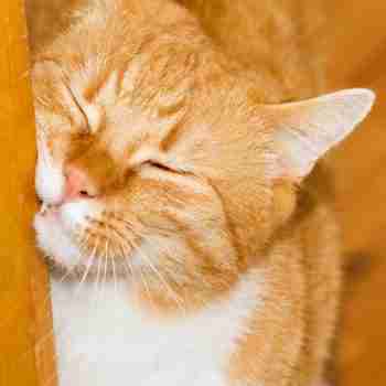 a ginger and white cat rubbing teeth on a door frame